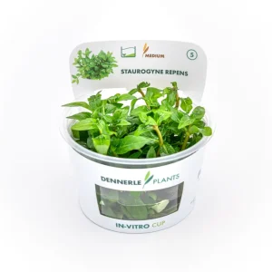 Kriechende Staurogyne, Staurogyne repens, In Vitro Angebot